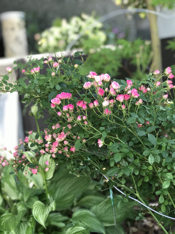 70E4B501-423A-4007-B72F-82C3C0FDF522.jpg