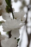 IMG_9831.jpg