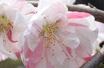 IMG_9838.jpg